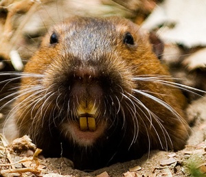 angry_gopher.jpg