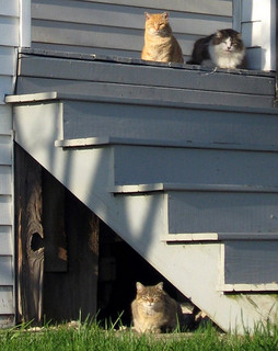 Steps with cats